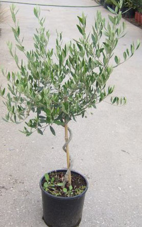 Olive tree
