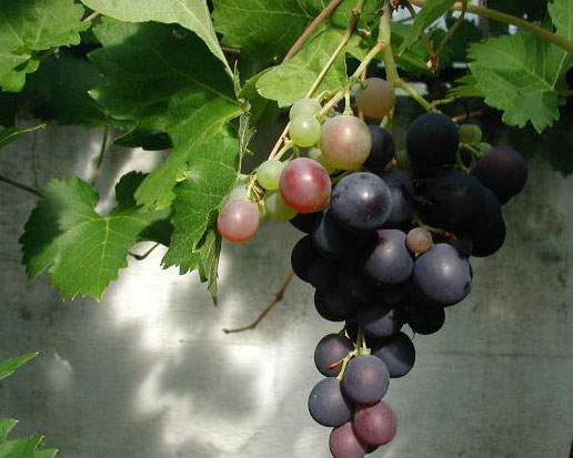 vitis-vinifera