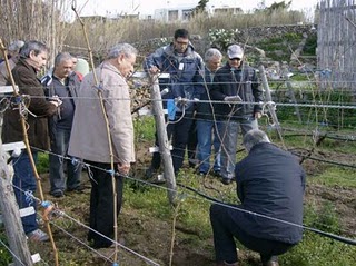 Olive tree