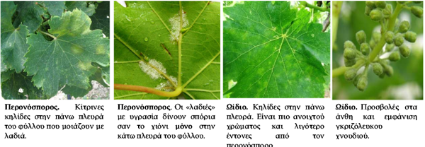 ΑΣΘΕΝΕΙΕΣ ΑΜΠΕΛΙΟY