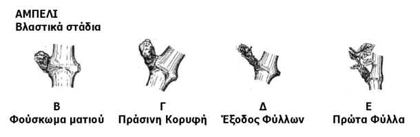 Βλαστικά στάδια αμπελιού