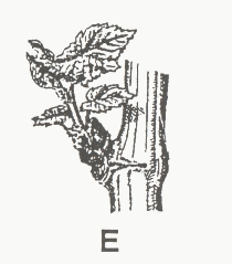 Βλαστοί 5-6 εκ.