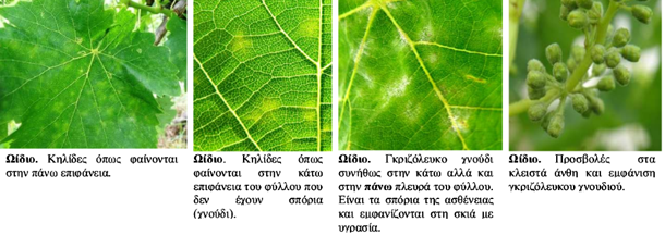 ΑΣΘΕΝΕΙΕΣ ΑΜΠΕΛΙΟΥ