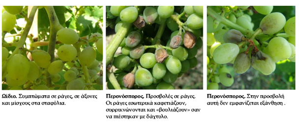 ΑΣΘΕΝΕΙΕΣ ΑΜΠΕΛΙΟΥ