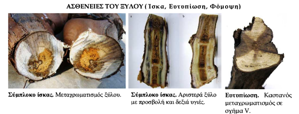 ΑΣΘΕΝΕΙΕΣ ΑΜΠΕΛΙΟΥ