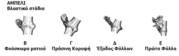 ΑΣΘΕΝΕΙΕΣ ΑΜΠΕΛΟΥ