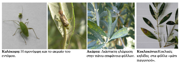 ΑΣΘΕΝΕΙΕΣ ΕΛΙΑΣ