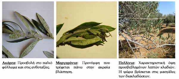 ΕΧΘΡΟΙ ΤΗΣ ΕΛΙΑΣ