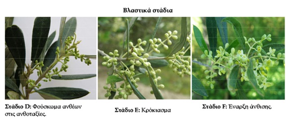 ΕΧΘΡΟΙ ΤΗΣ ΕΛΙΑΣ