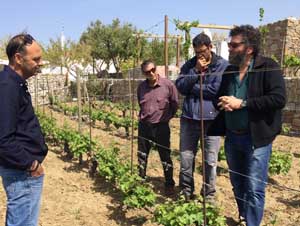 Συμβουλές πάνω στην γραμμική καλλιέργεια