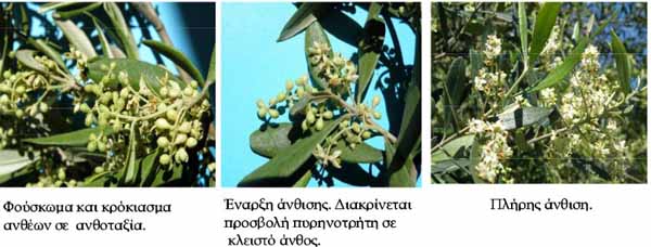 ΕΧΘΡΟΙ ΤΗΣ ΕΛΙΑΣ