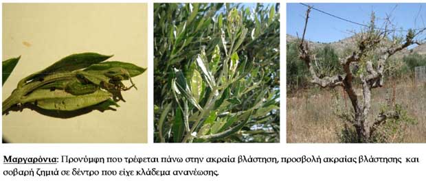 ΕΧΘΡΟΙ ΤΗΣ ΕΛΙΑΣ