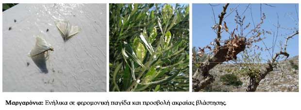 ΕΧΘΡΟΙ ΤΗΣ ΕΛΙΑΣ