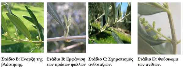 ΕΧΘΡΟΙ ΤΗΣ ΕΛΙΑΣ