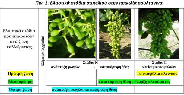 ΑΣΘΕΝΕΙΕΣ ΑΜΠΕΛΟΥ