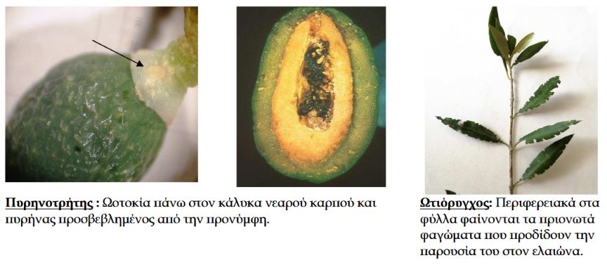 ΕΧΘΡΟΙ ΤΗΣ ΕΛΙΑΣ