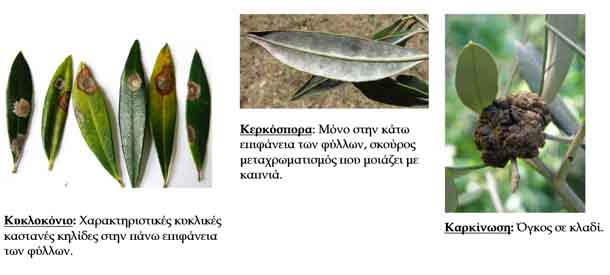 ΕΧΘΡΟΙ ΤΗΣ ΕΛΙΑΣ