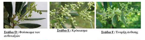 ΕΧΘΡΟΙ ΤΗΣ ΕΛΙΑΣ